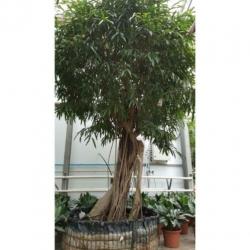 Ficus Maclellandii 'alii' - Jungle Boom 390-400cm art30090
