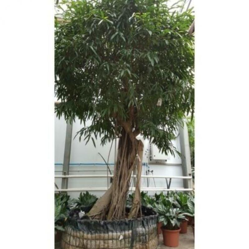 Ficus Maclellandii 'alii' - Jungle Boom 390-400cm art30090