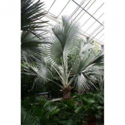 Bismarckia Nobilis - Blauwe Palm 390-400cm art42319