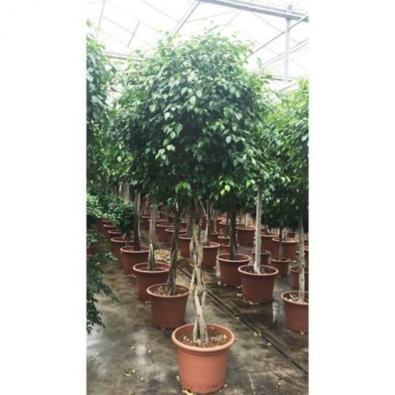 Ficus 'exotica' - Speciale Stammen 540-550cm art14555