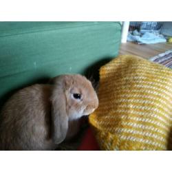 NHD oranje jong konijn