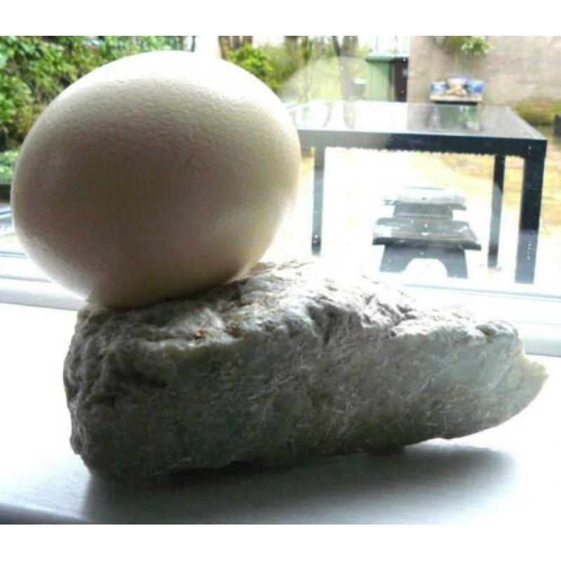 Struisvogel ei op stuk marmer bevestigd, gaaf en bijzonder !