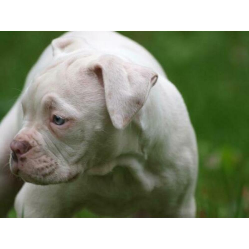 Mooie Amerikaanse bulldog pup met stamboom