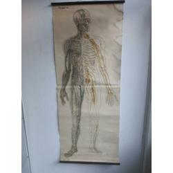 Schoolkaart menselijk lichaam