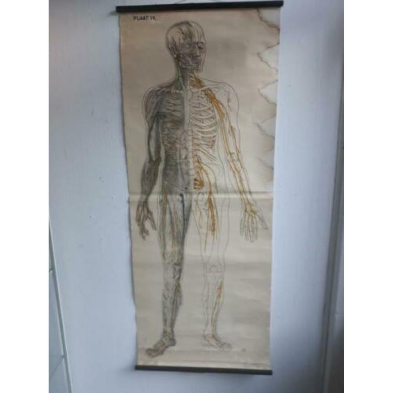 Schoolkaart menselijk lichaam