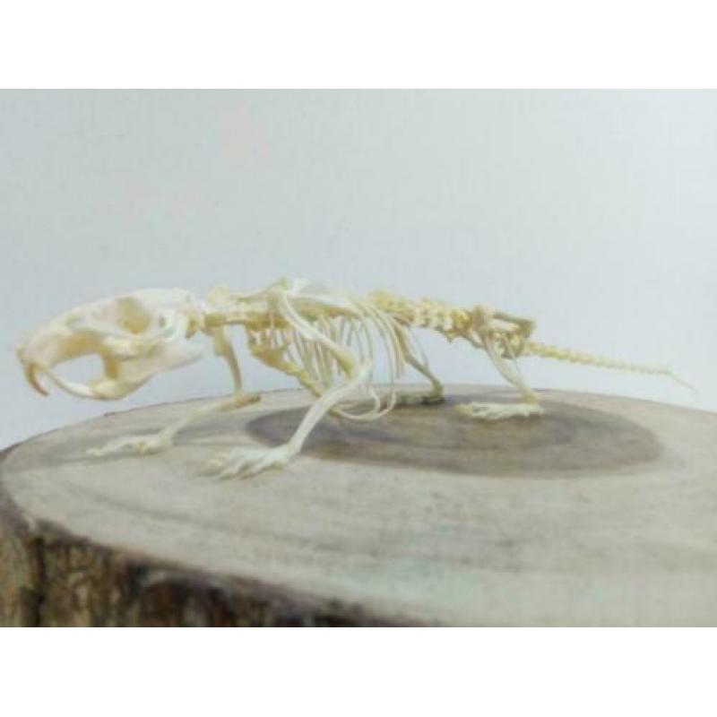 Skelet bruine rat