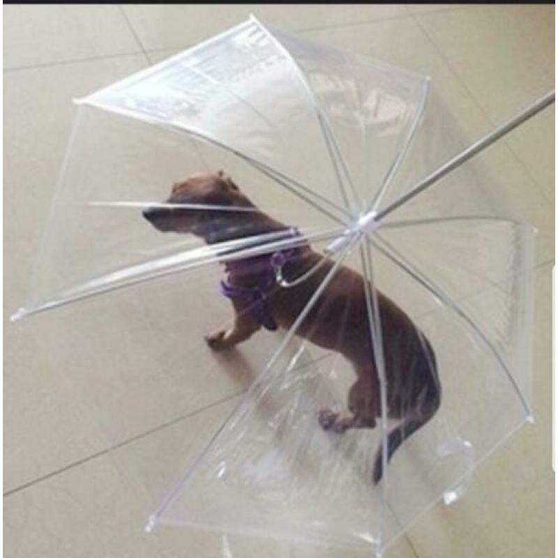Heerlijk u hond(je ) droog houden in de regen hondenparaplu