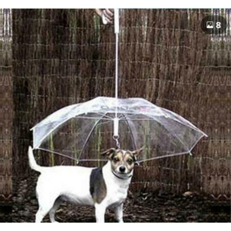 Heerlijk u hond(je ) droog houden in de regen hondenparaplu