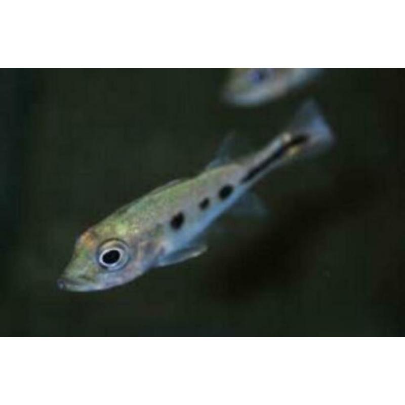 Aquarent/ Peacock Bass/ Cichla ocellaris