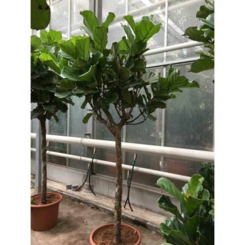 Ficus Lyrata - Vioolplant 390-400cm art27981