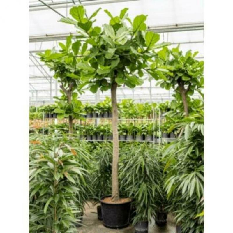 Ficus Lyrata - Vioolplant 390-400cm art27981