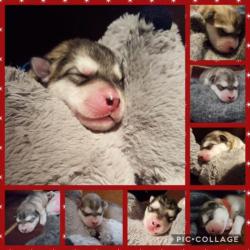 Alaskan malamute pups geboren
