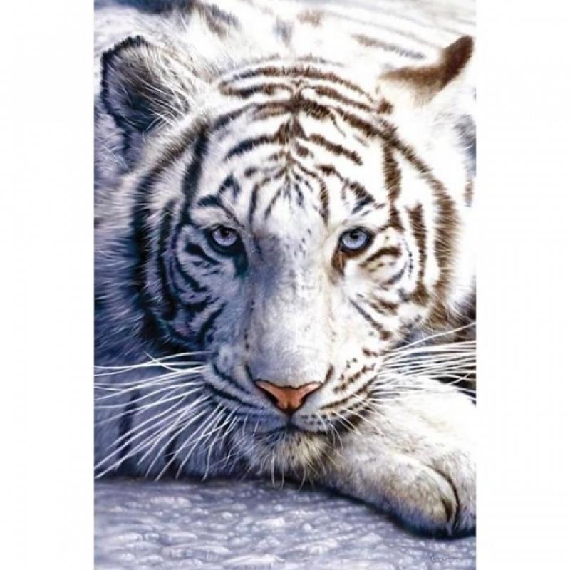 AlleKleurenShirts Fotografische poster witte tijger Woonaccessoires